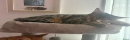 Mixed Breed cats for sale: 7 month old kitten looking for forever home in Bury - Advert 3