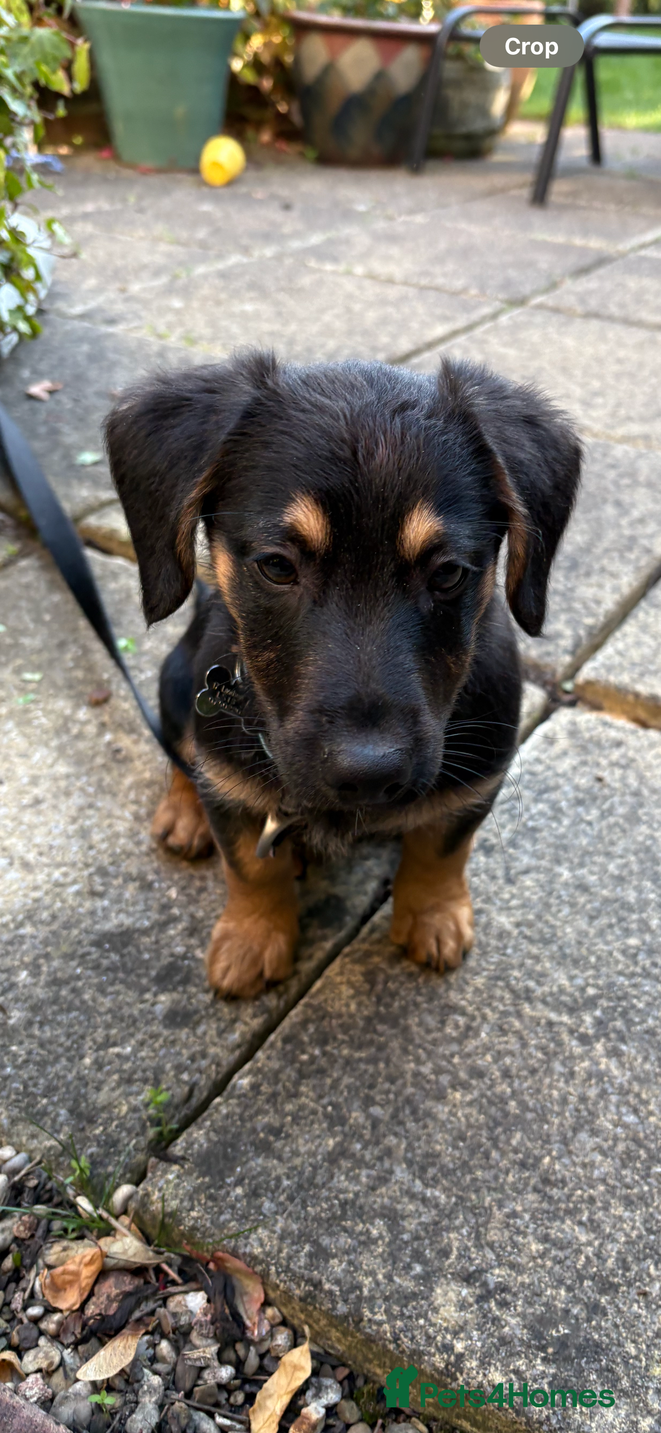 Mixed Breed dogs German shepherd dachshund cross - Advert 18