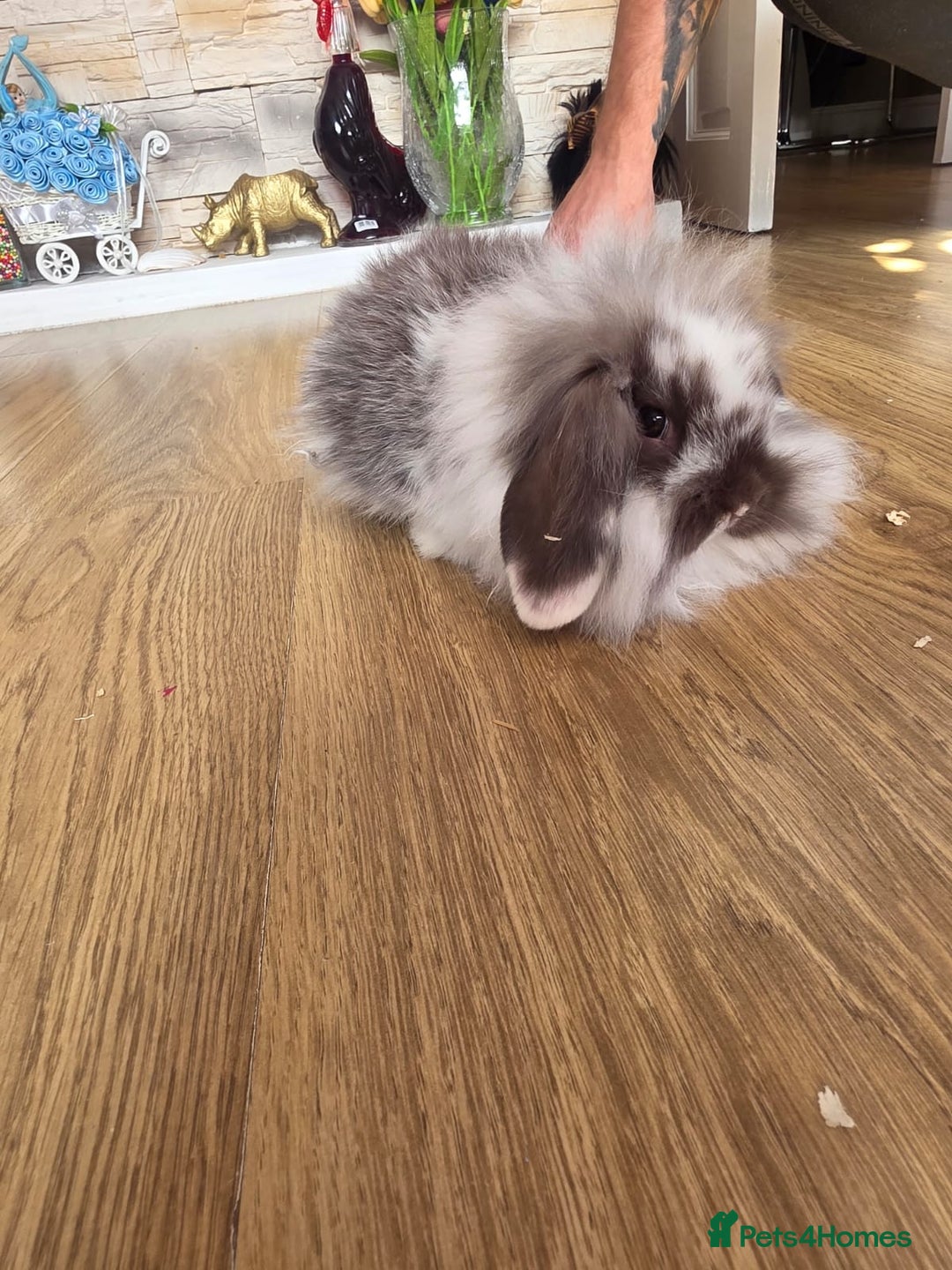 Mini Lop rabbits for sale: Mini lop bunnies ready now  - Image 9