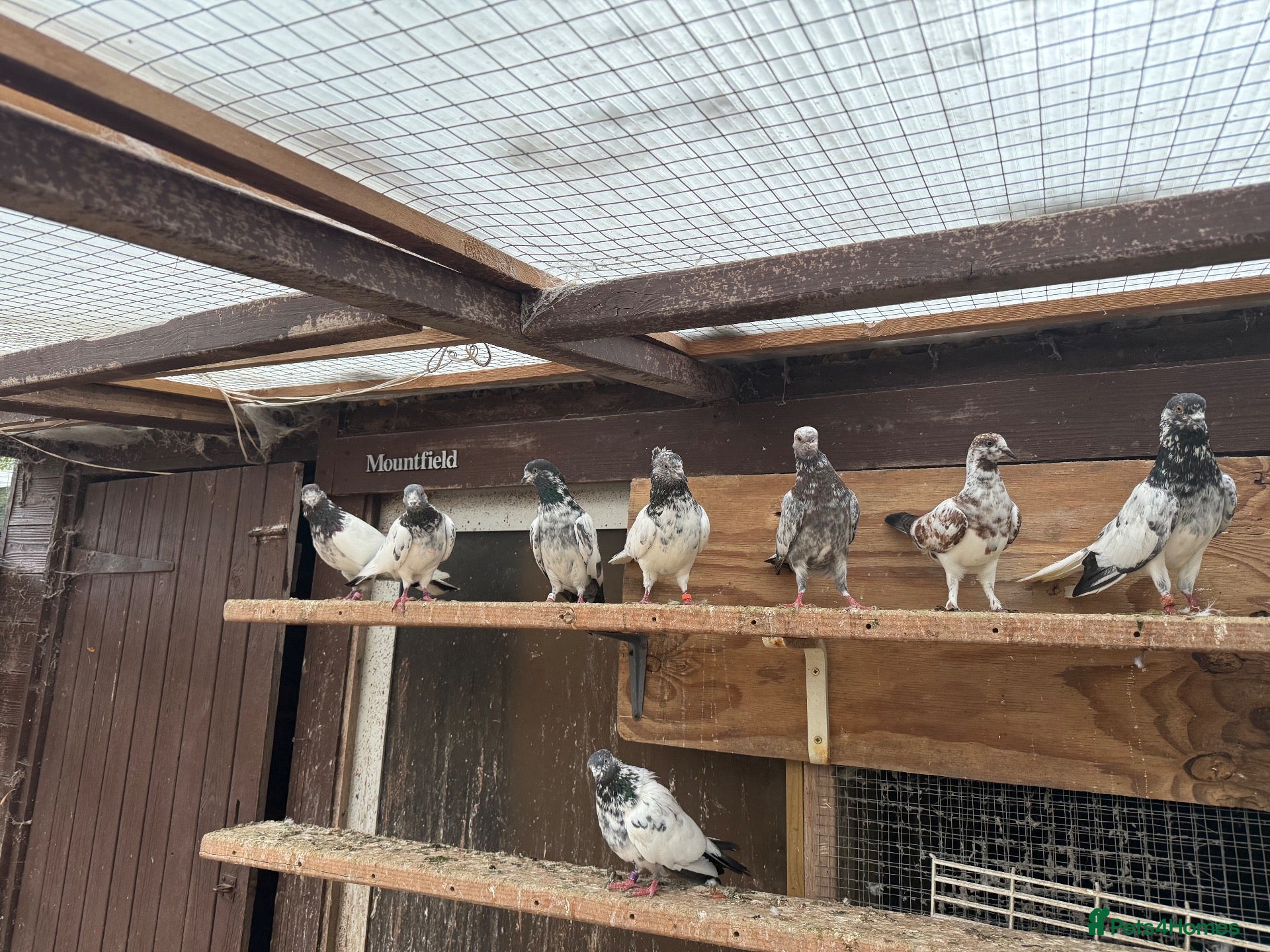 Pigeons birds Pakistani high flyers for sale  - Advert 11