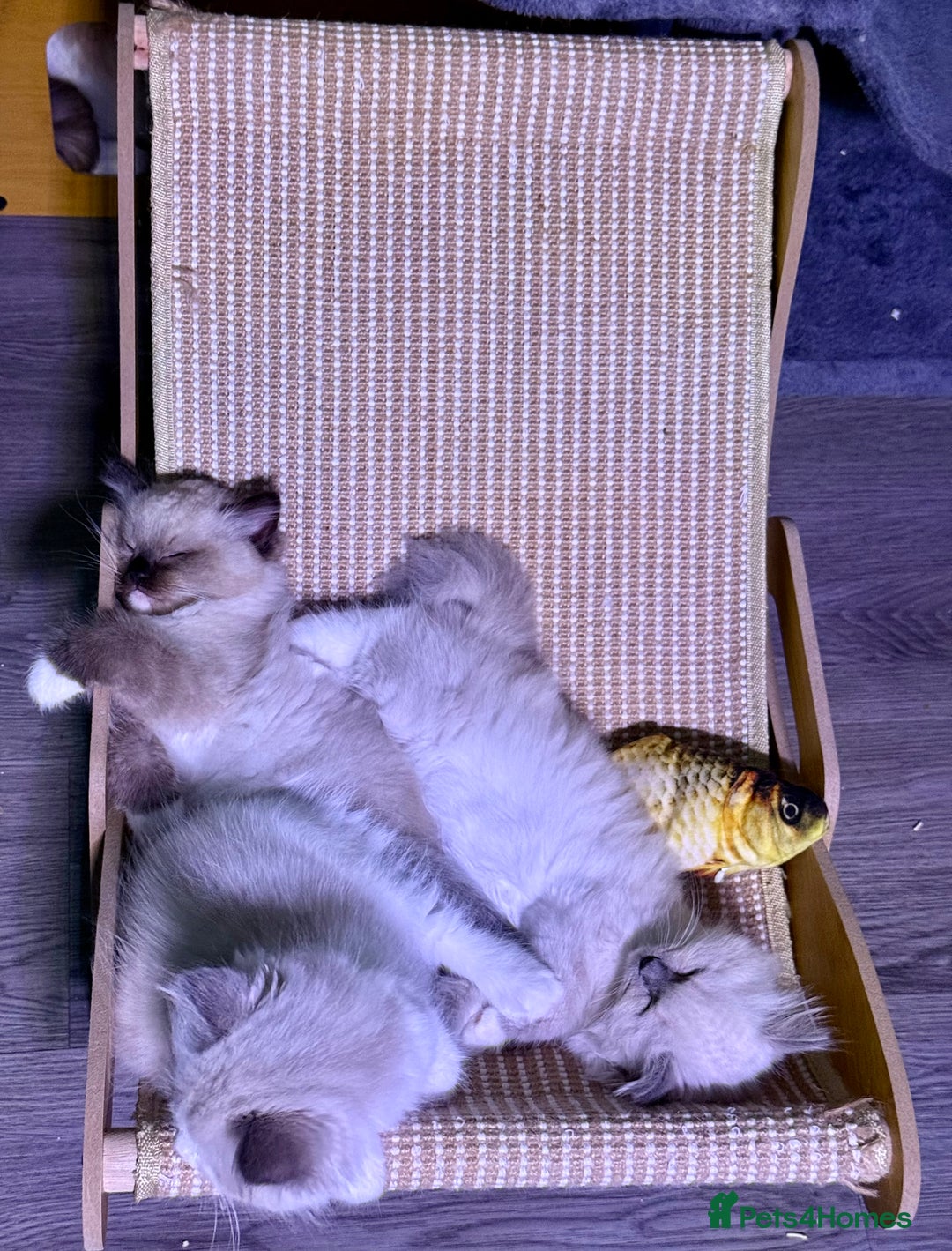 Ragdoll cats for sale: WORLD BEATIFUL RAGDOLL KITTEN/FIFe - Image 20