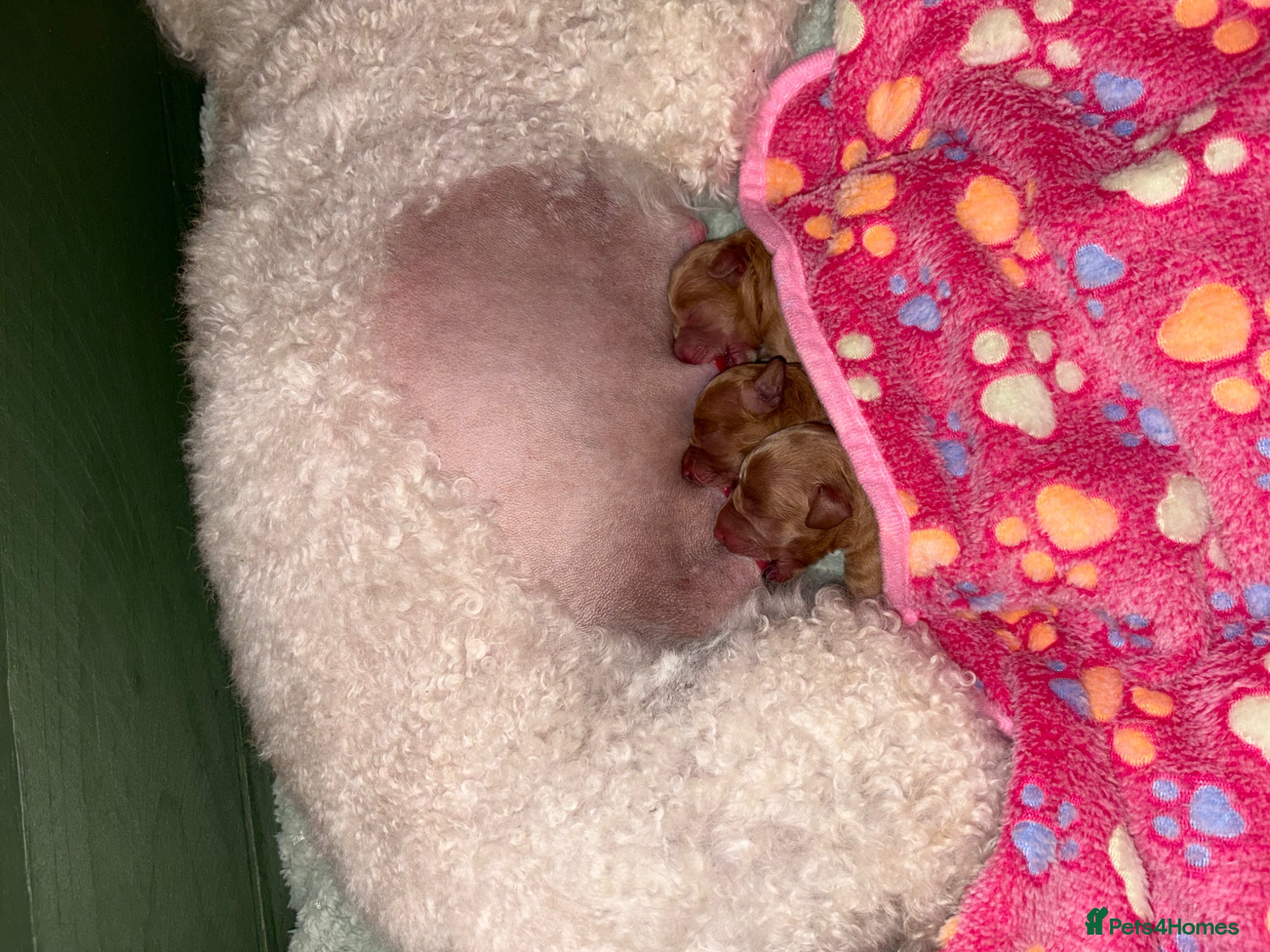 Miniature Poodle dogs for sale: Red Miniature poodle puppy’s 🐩🤍🐾 in Diss - Advert 10