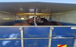 Welsh Section D horses for sale: 2 year old reg. welsh section D filly - Image 4