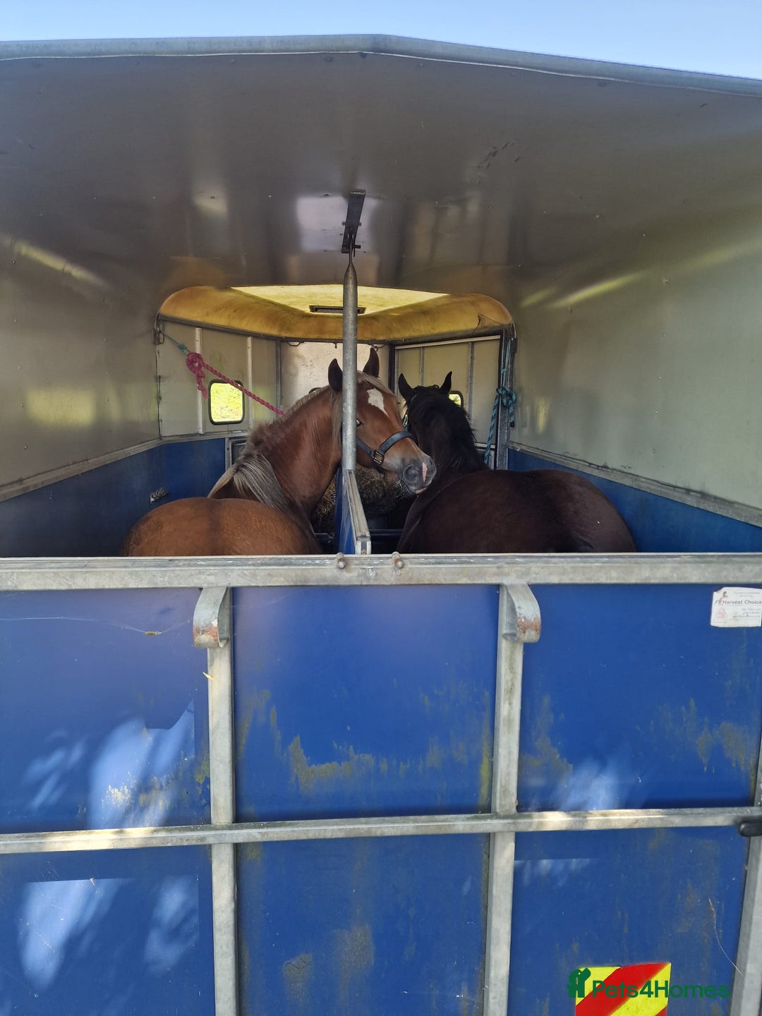 Welsh Section D horses for sale: 2 year old reg. welsh section D filly - Image 4