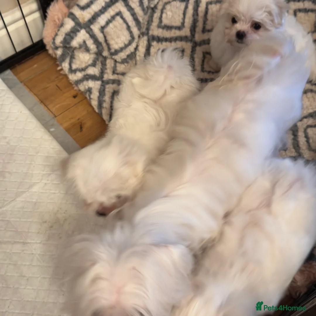 Maltese dogs for sale: Korean Maltese puppy’s available  - Advert 6