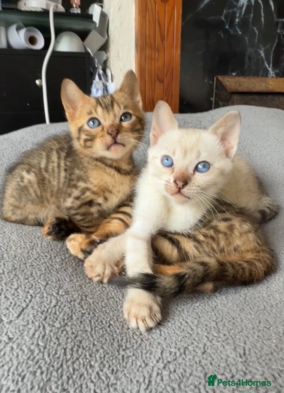 Bengal cats for sale: Full bengal kittens in Plymouth - Advert 3
