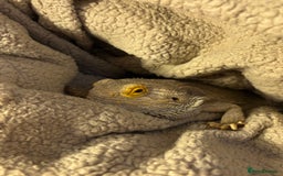 Bearded Dragon reptiles for sale: bearded dragon  - Image 2