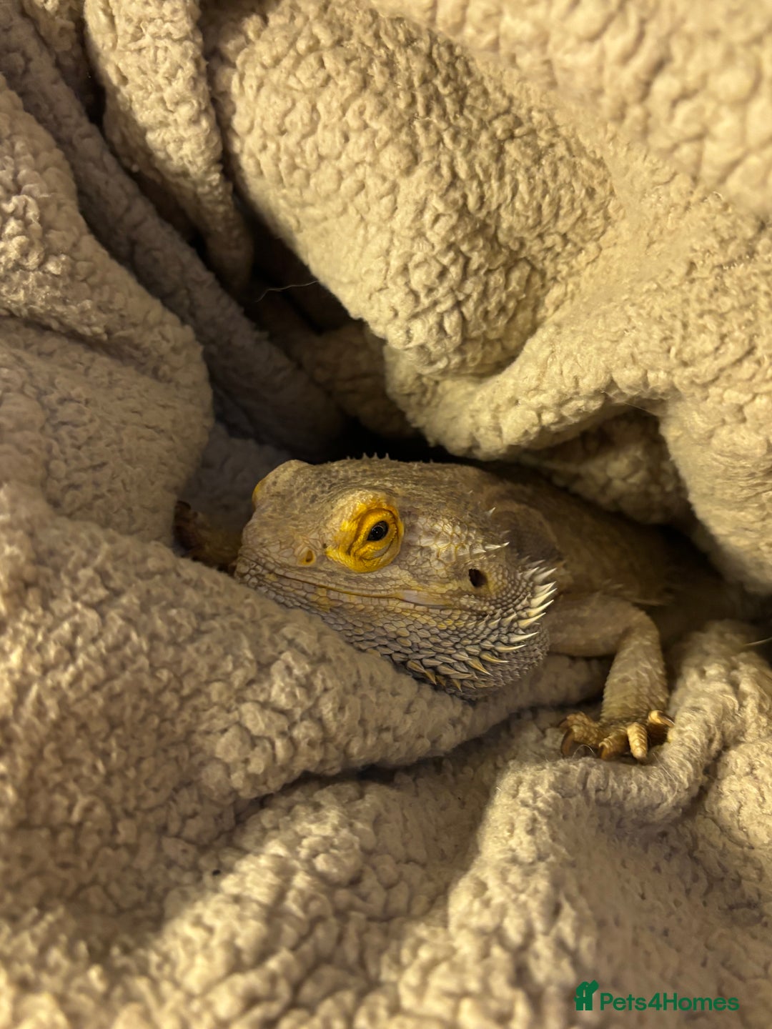 Bearded Dragon reptiles for sale: bearded dragon  - Image 2