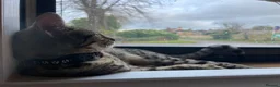 Bengal cats for sale: 1 year old male bengal  in Horncastle - Advert 4