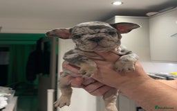 French Bulldog dogs for sale: 4 PUPPYS LEFT 🤍 French bulldog puppies 🤍 - Image 7