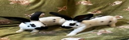 Continental Giant rabbits for sale: Giant Papillon babies - Advert 5