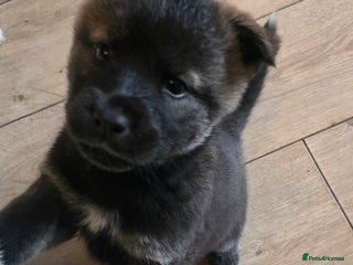 Mixed Breed dogs - Advert 1