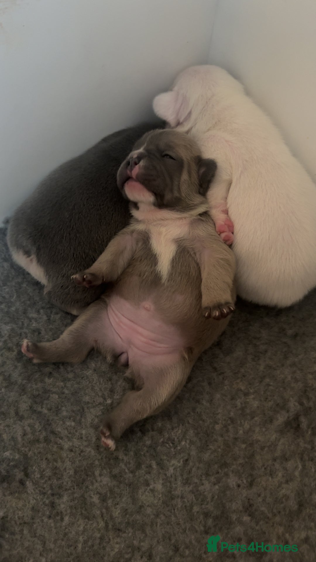 French Bulldog dogs for sale: 🐾✨ Adorable Frenchies ready soon ✨ 🐾  - Advert 3