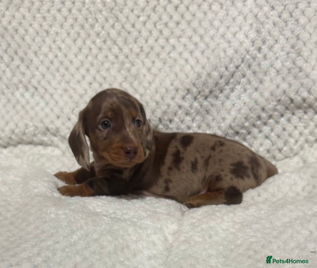 Miniature Dachshund dogs for sale: BEAUTIFUL KC MINI DACHSHUND READY TO LEAVE 23/12   - Advert 5