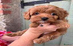 Cockapoo dogs for sale: ❤️ Tiny Deep Red Miniature F1b Cockapoo Pup's  - Image 32