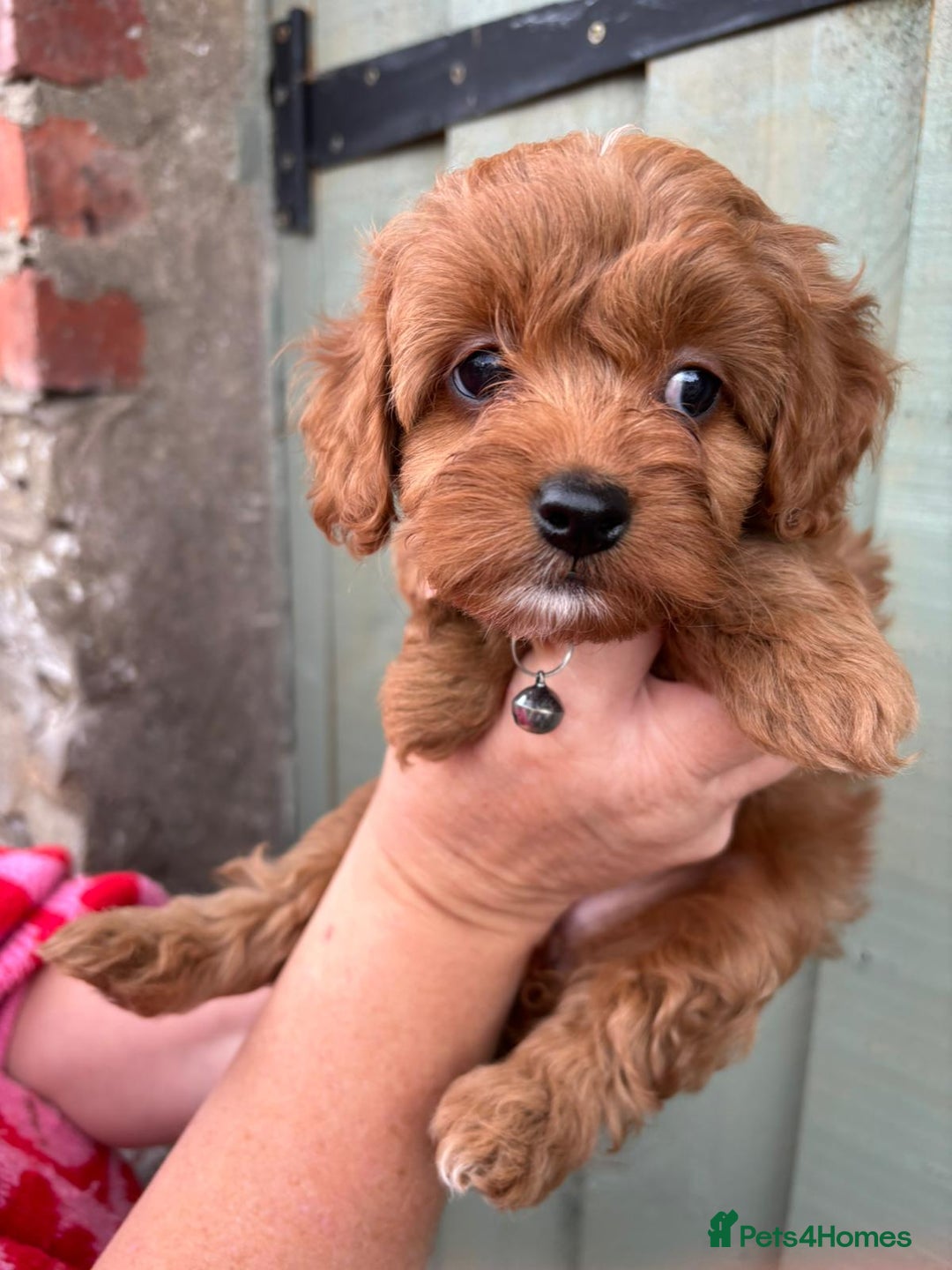 Cockapoo dogs for sale: ❤️ Tiny Deep Red Miniature F1b Cockapoo Pup's  - Image 32