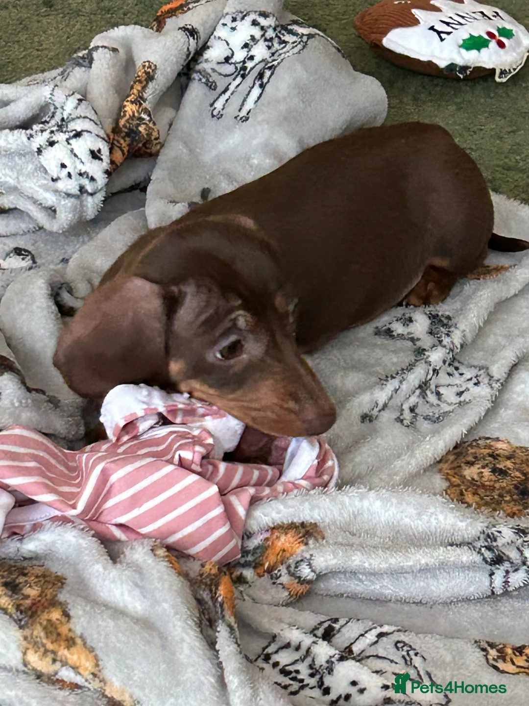 Miniature Dachshund dogs for sale:  Isabella & chocolate & tan Miniature dachshunds  - Advert 6