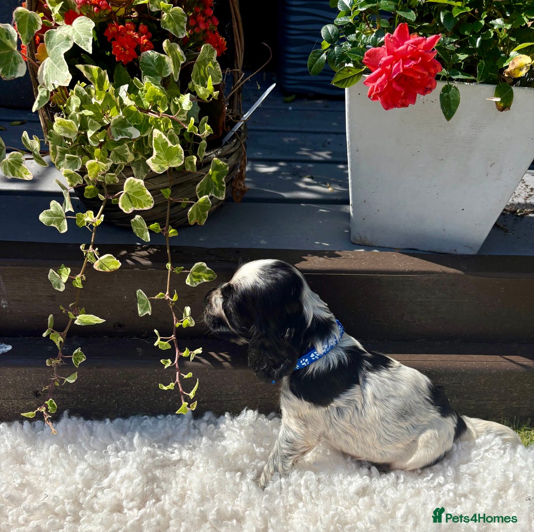 Cocker Spaniel dogs for sale: show type cocker spaniels puppies * ready now  - Image 24