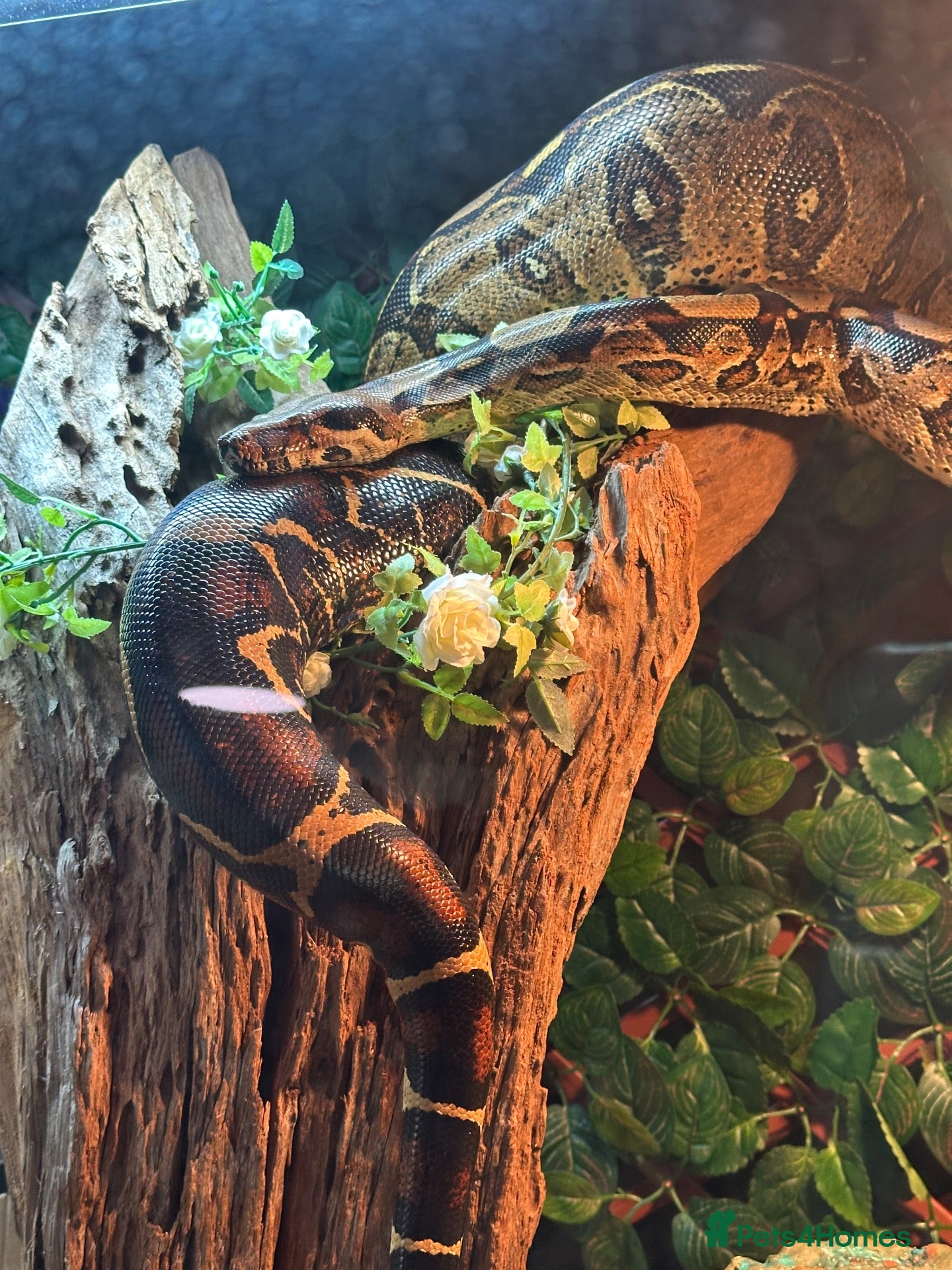 Snake reptiles Female BCC Common with Vivarium  - Advert 1