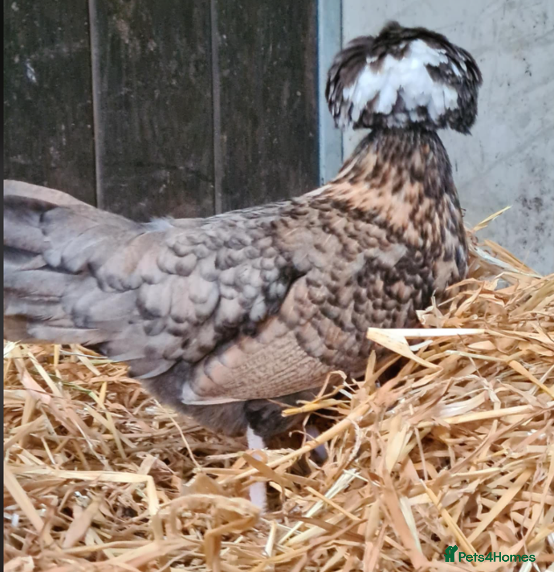 Chickens poultry for sale: Pure Polish / Poland chicken hatching eggs - Image 2