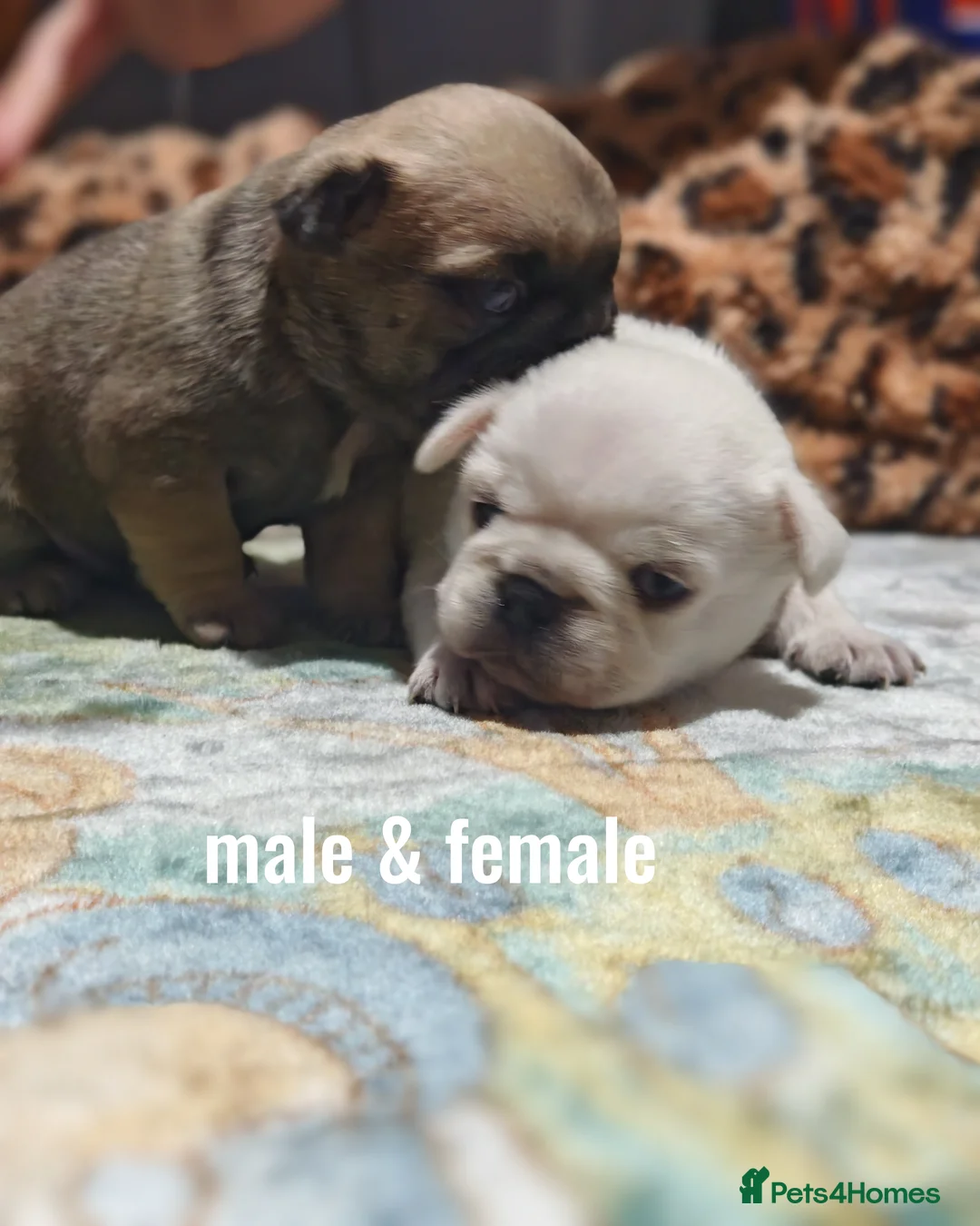 Frug dogs for sale: Frug puppies  - Advert 5