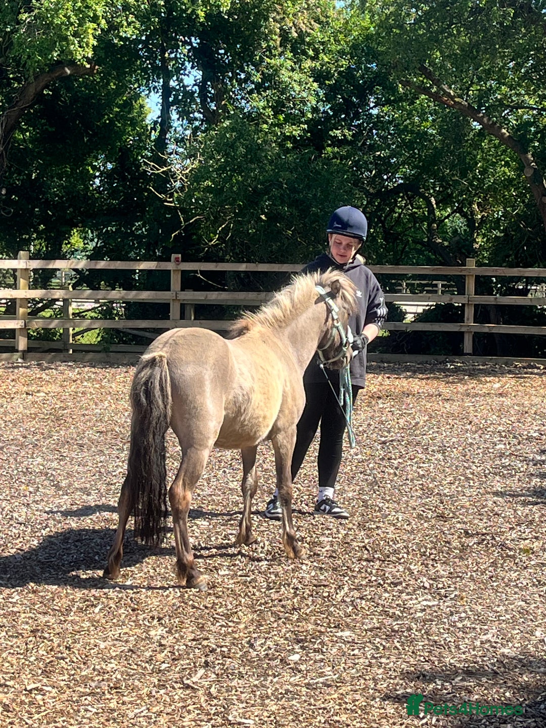 Dartmoor horses for sale: Dartmoor Hill Pony - Advert 7