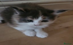 Maine Coon cats for sale: Maine Coon Kittens purebred – Reserve Now - Image 35