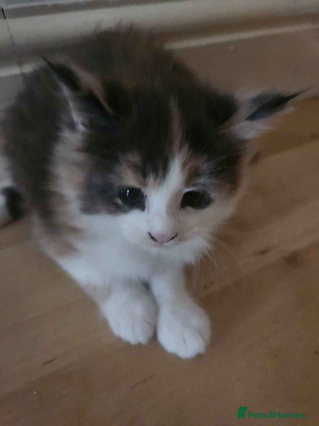 Maine Coon cats for sale: Maine Coon Kittens purebred – Reserve Now - Image 35
