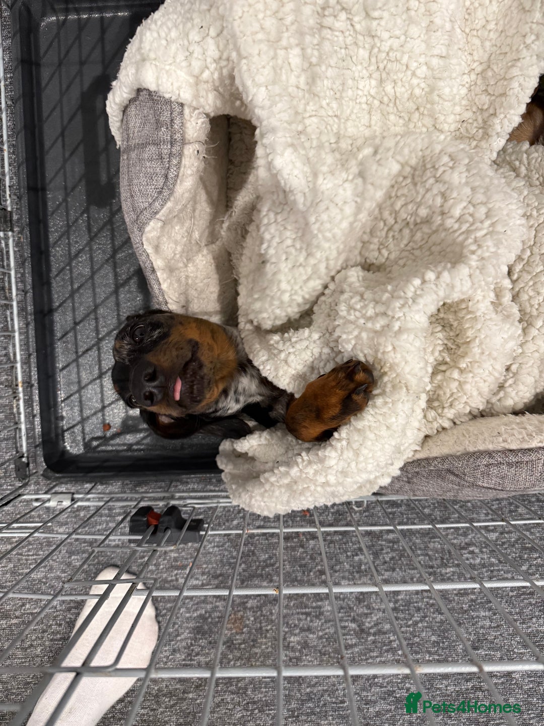 Dachshund dogs for sale: Dachshund for sale - Image 5