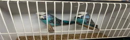 Budgerigars birds for sale: Pairs of exhibition budgies  - Advert 4