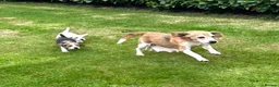 Beagle dogs for sale: Quality Foot Beagle Puppies - Advert 14