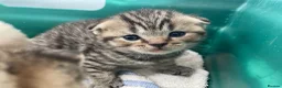 British Shorthair cats for sale: British shorthair kittens for sale  in West Bromwich - Advert 13