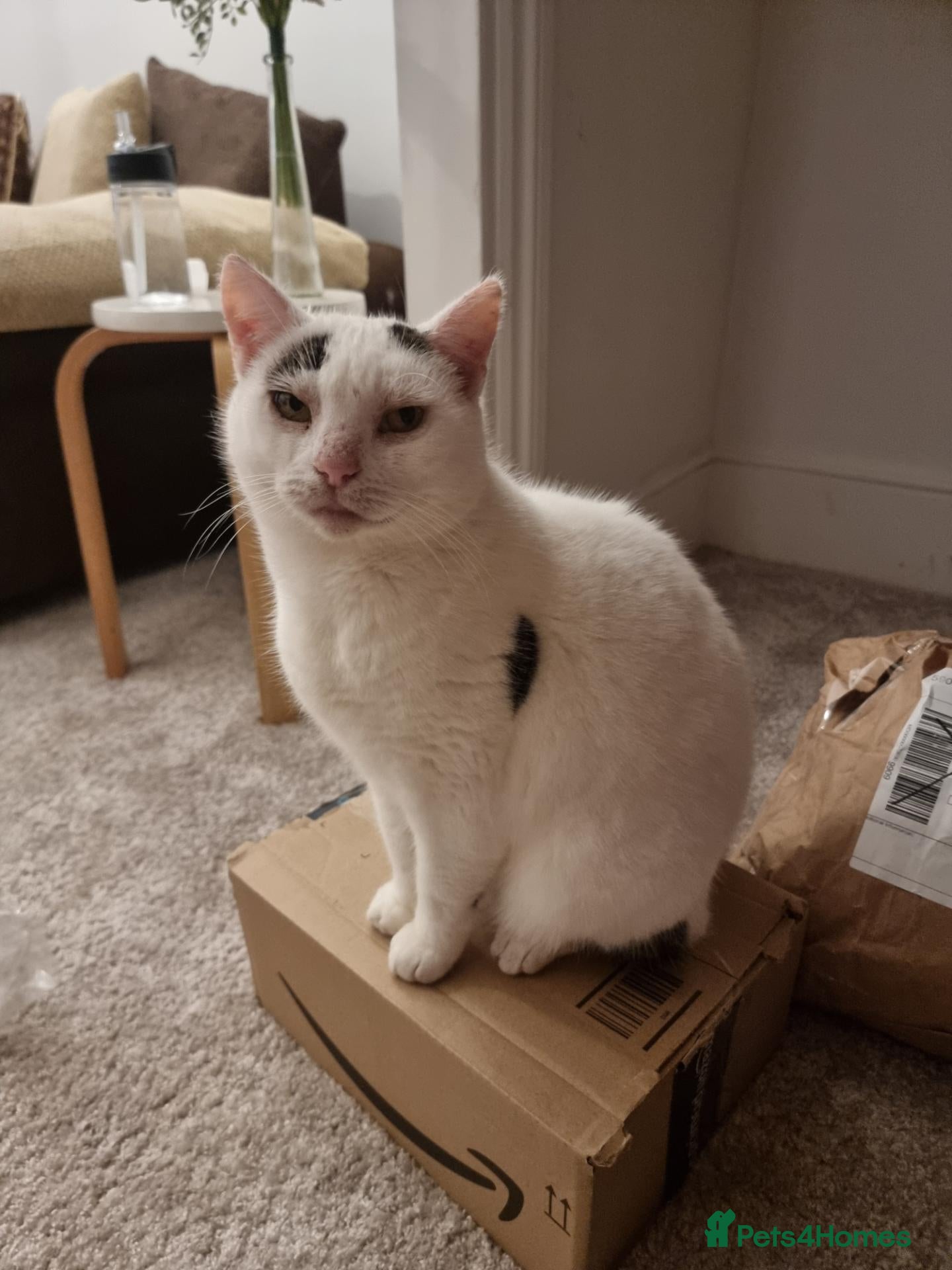 Mixed Breed cats Rehoming elder female white cat 11 yrs old - Advert 9