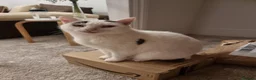 Mixed Breed cats for sale: Rehoming elder female white cat 11 yrs old - Advert 1