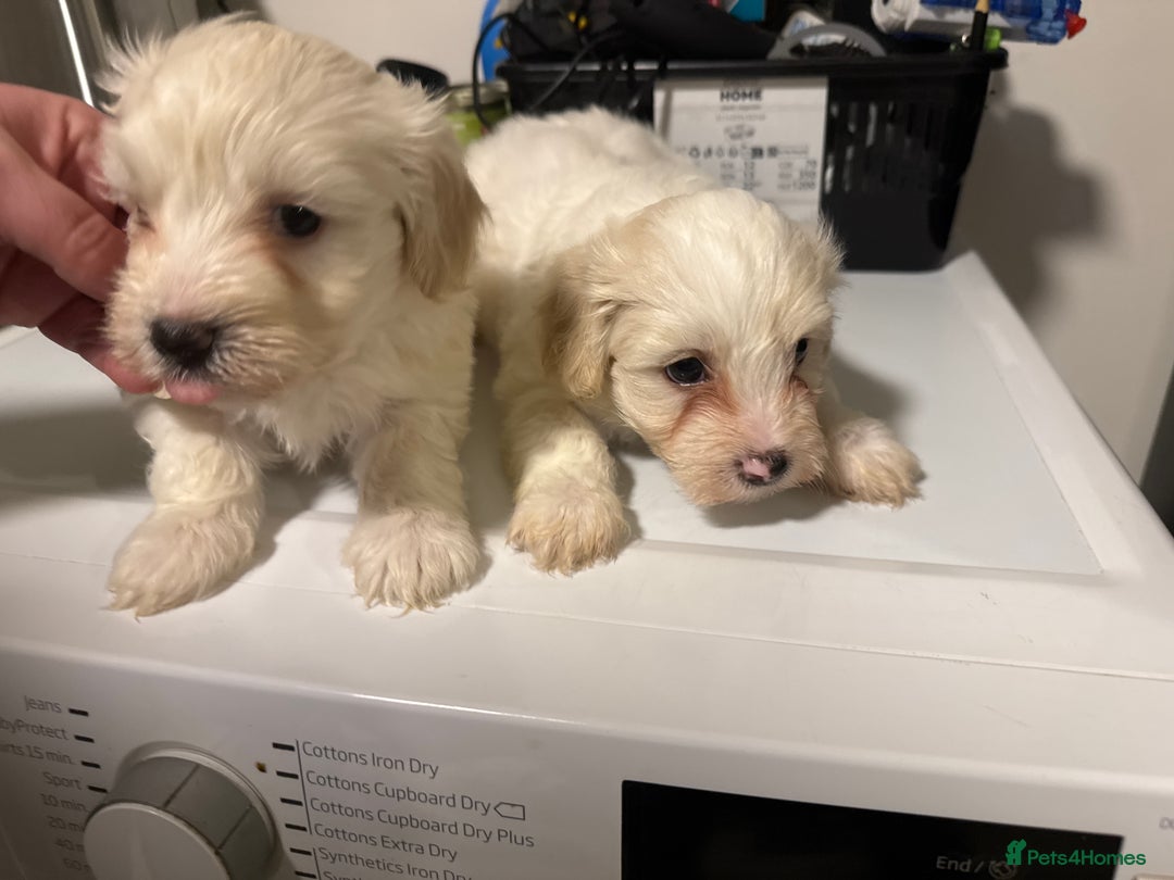 Maltese dogs for sale: Bichone Maltese  - Advert 3