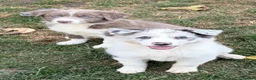 Border Collie dogs for sale: Beautiful Border Collie Puppies for Sale  in Boston - Advert 16