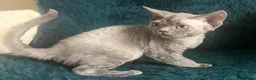 Devon Rex cats for sale: Devon Rex kittens  - Advert 13
