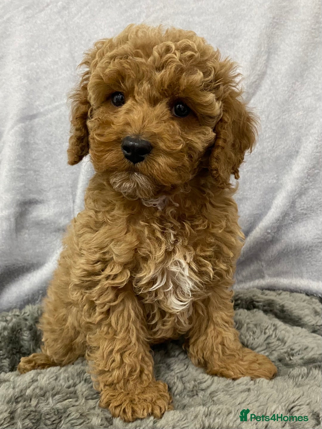 Cavapoo dogs for sale: Cute Cavapoo - Advert 15