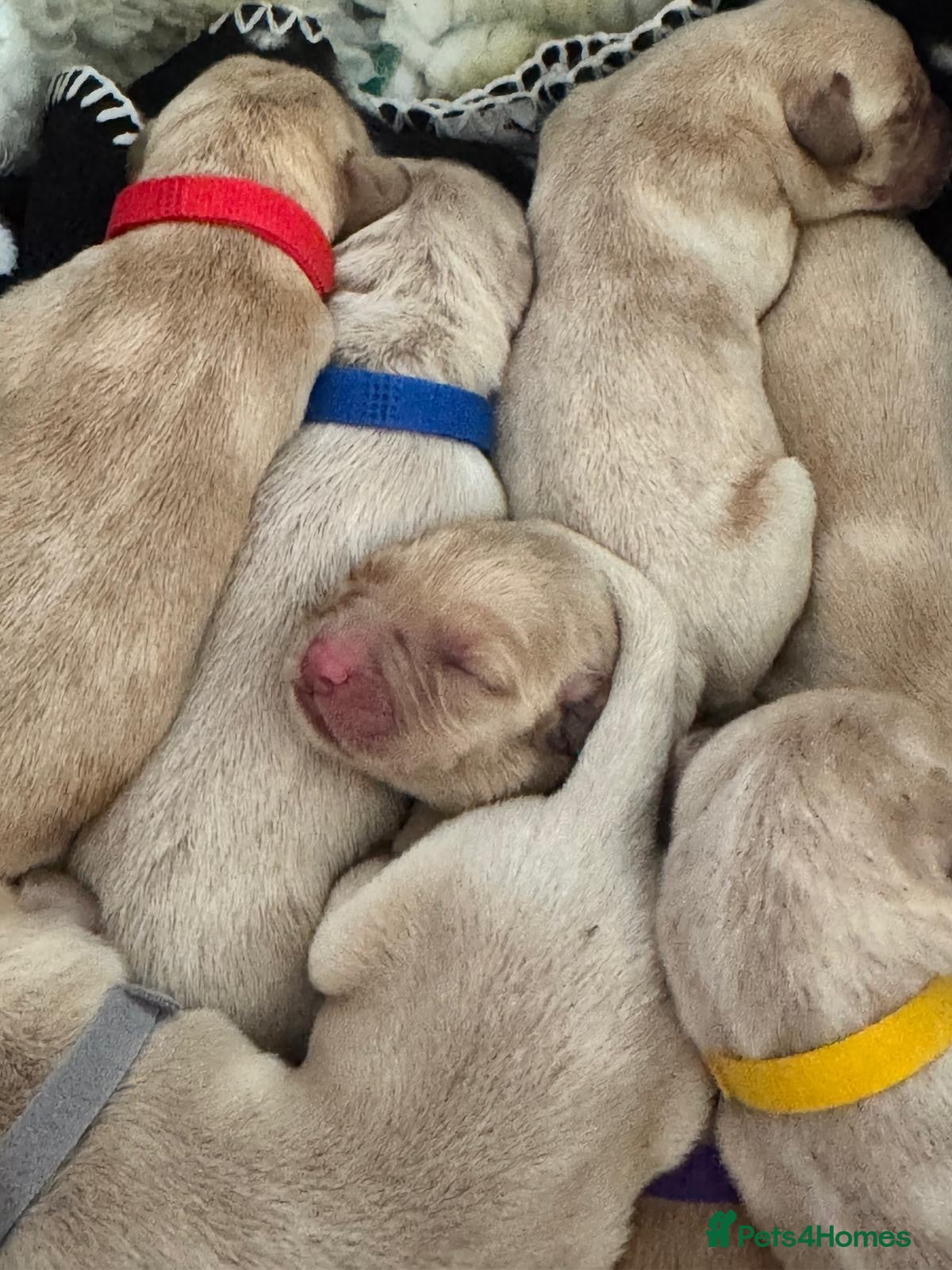 Labrador Retriever dogs Yellow & Fox Red Labrador Puppies - Advert 17