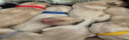 Labrador Retriever dogs for sale: Yellow & Fox Red Labrador Puppies - Advert 2