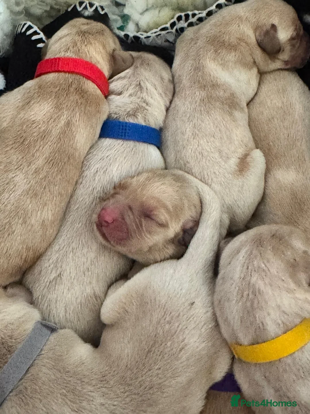 Labrador Retriever dogs for sale: Yellow & Fox Red Labrador Puppies - Advert 2