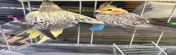 Cockatiels birds for sale: 9 week old baby cockatiels  - Advert 6