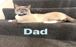 Ragdoll cats for sale: Adorable kittens ( Ragdoll cross) - Image 13