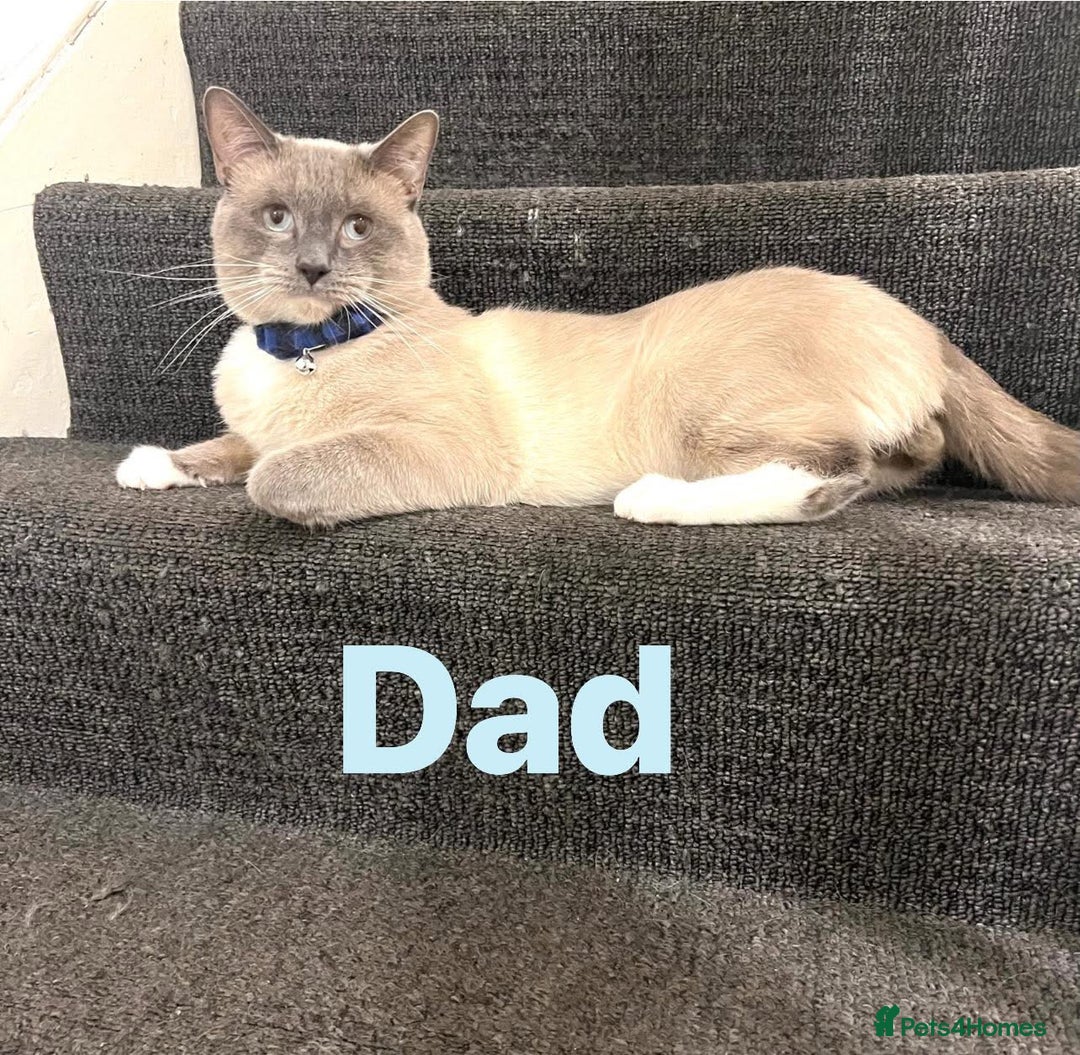 Ragdoll cats for sale: Adorable kittens ( Ragdoll cross) - Image 13