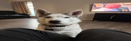 Siberian Husky dogs for sale: SKYE  in Manchester - Advert 1