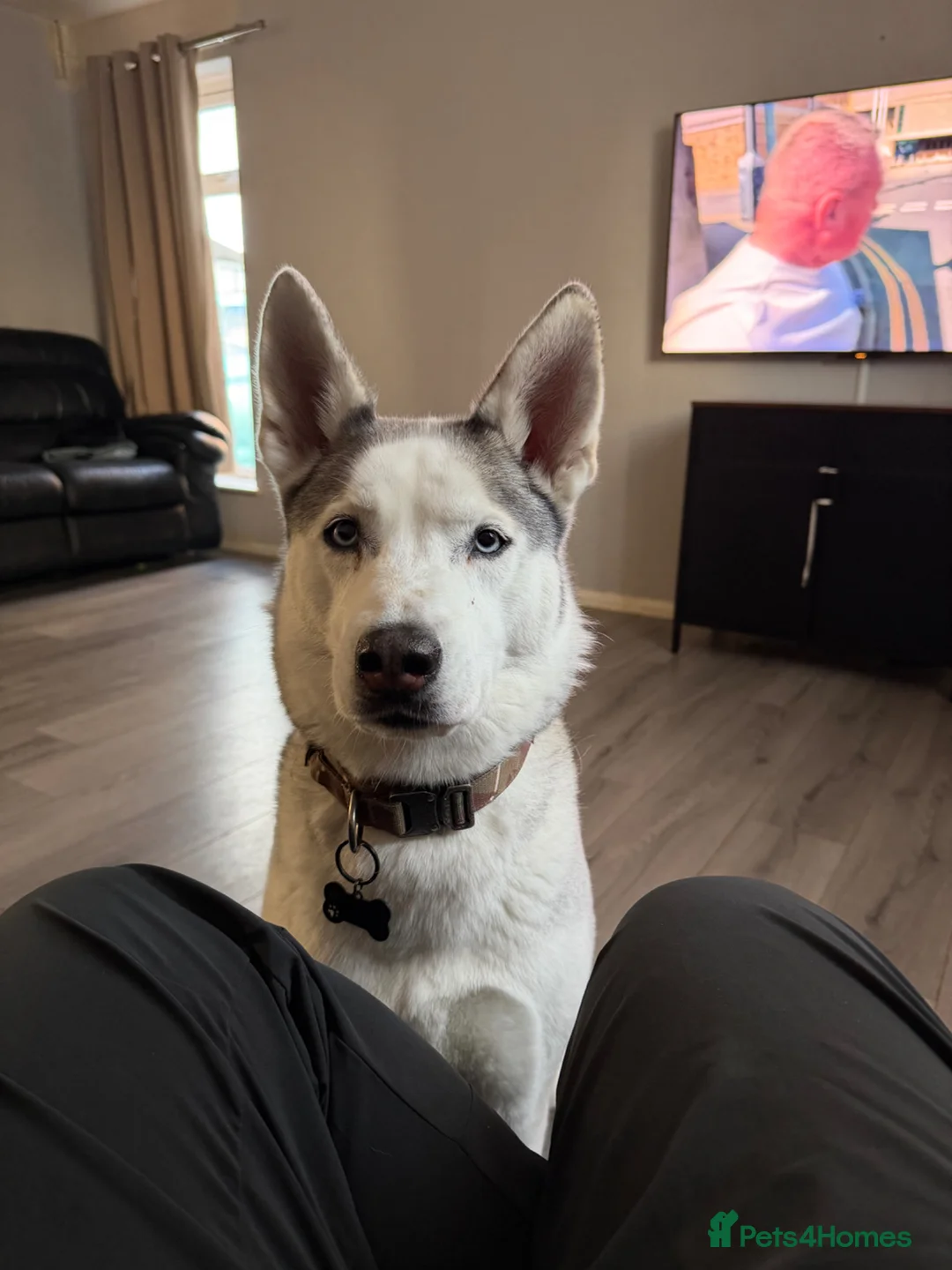 Siberian Husky dogs for sale: SKYE  in Manchester - Advert 1