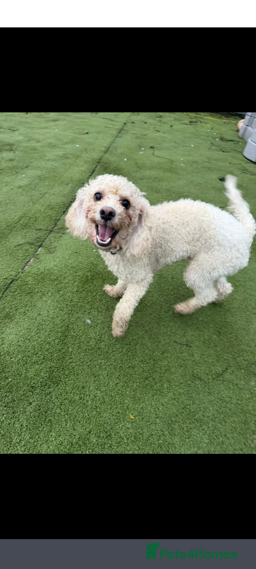 Mixed Breed dogs for stud: Dog for stud - Advert 2