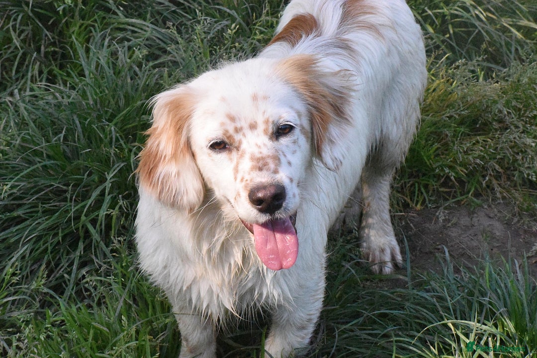 Mixed Breed dogs for adoption: Lilo  - Image 3