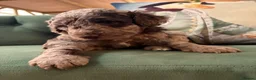 Bernedoodle dogs for sale: F1b Bernedoodle  - Advert 19