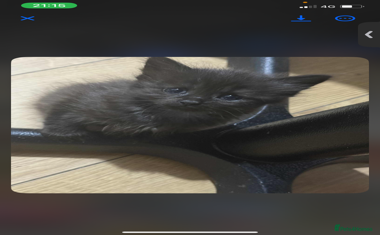 Domestic Shorthair cats - Advert 9